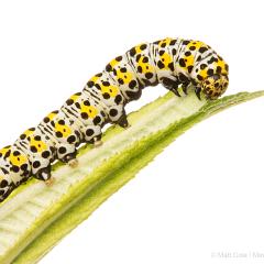 MYN Mullein Moth Caterpillar 3 